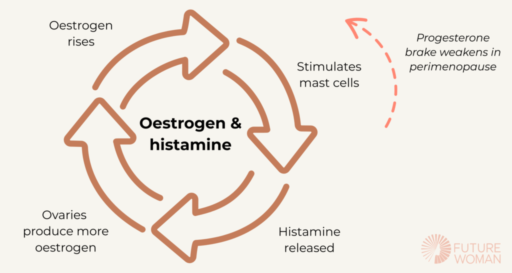 Diagram showing the oestrogen and histamine feedback loop in perimenopause, with the progesterone mast cell brake weakening as progesterone declines